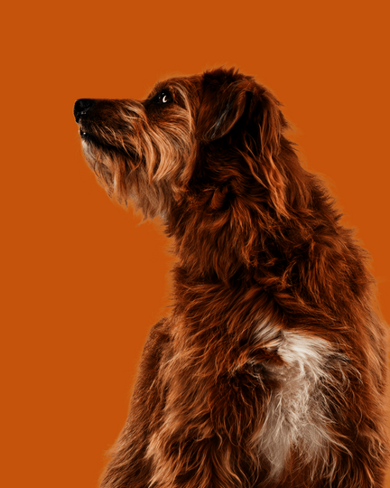Sitzender Hund mit hellbraunem Fell schaut interessiert zur Seite
