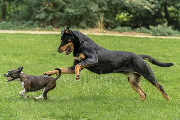 Großer Hund jagd kleinen Hund auf einer Wiese