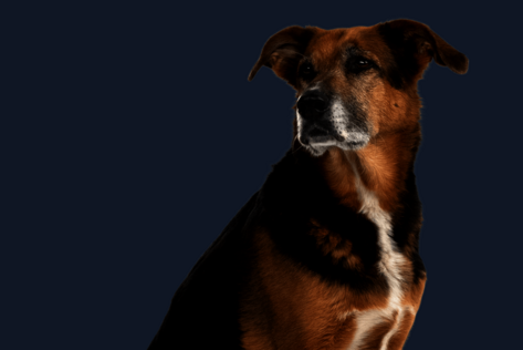 Sitzender Hund mit braun-schwarzem Fell blickt zur Seite
