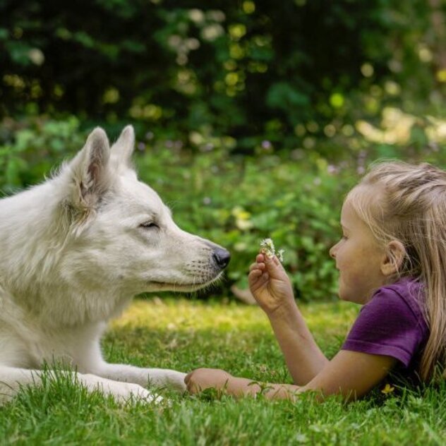Mädchen und Hund liegen im Gras und schauen sich an, das Mädchen hält Gänseblümchen. 