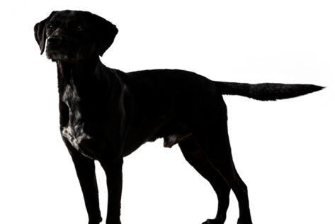 Seitlich stehender Hund mit schwarzem Fell, der in die Ferne schaut