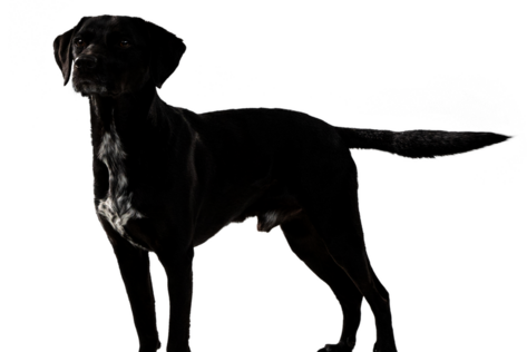 Seitlich stehender Hund mit schwarzem Fell, der in die Ferne schaut