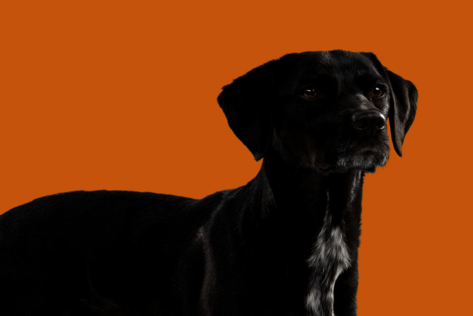 Stehender Hund mit schwarzem Fell schaut neutral zur Seite