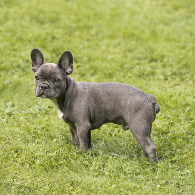 Französische Bulldogge