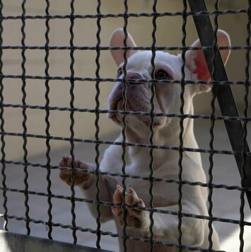 Ein Hund mit weißem Fell befindet sich im Käfig