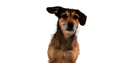 Frontal sitzender Hund mit hellbraunem Fell, der verträumt schaut