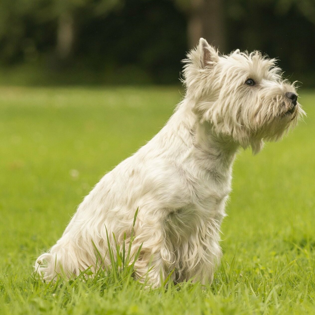 West Highland White Terrier Martin R tter West Highland White Terrier Martin R tter