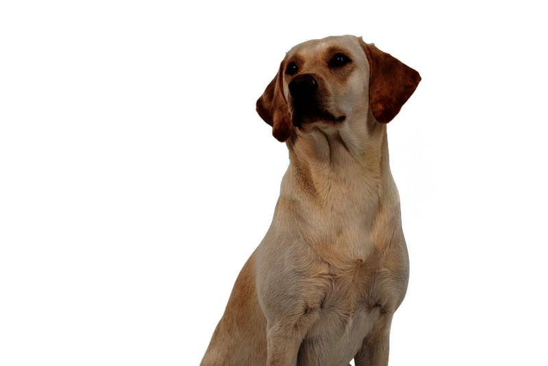 Sitzender Hund mit weißem Fell schaut interessiert zur Seite