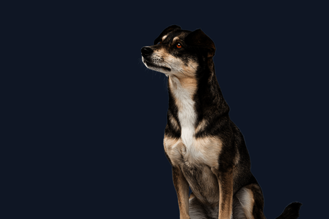 Sitzender Hund mit weiß-dunklem Fell schaut zur Seite