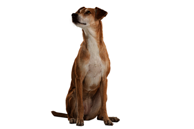 Sitzender Hund mit weiß-braunem Fell schaut stolz
