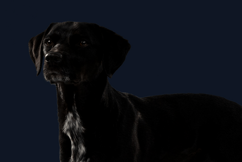 Stehender Hund mit schwarzem Fell schaut neutral an der Kamera vorbei