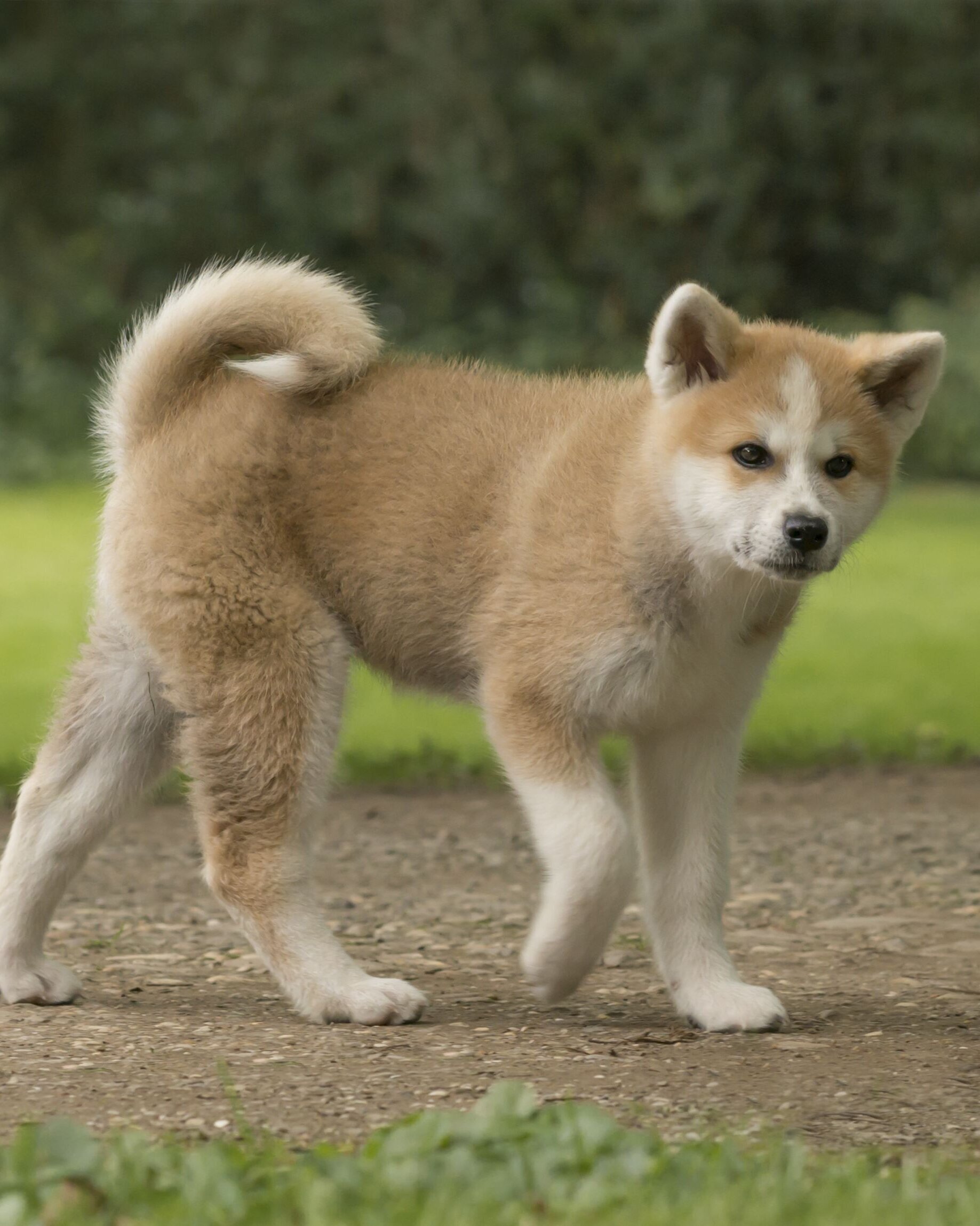 Akita