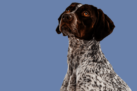 Sitzender Hund mit weiß-braunem Fell schaut aufmerksam zur Seite