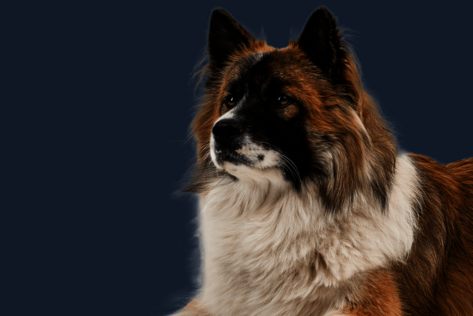 Liegender Hund mit braun-weißem Fell schaut verträumt zur Seite