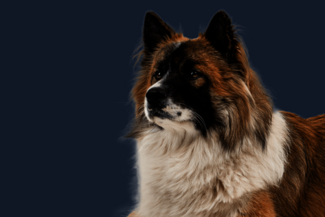 Liegender Hund mit braun-weißem Fell schaut verträumt zur Seite