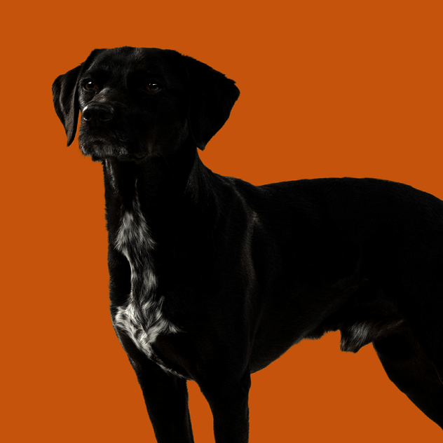 Stehender Hund mit schwarzem Fell schaut neutral an der Kamera vorbei