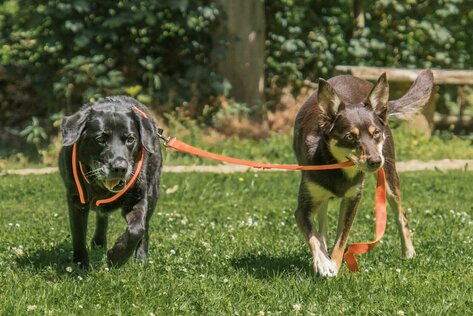 Ein Hund, der von einem anderen Hund die Leine in der Schnauze hält