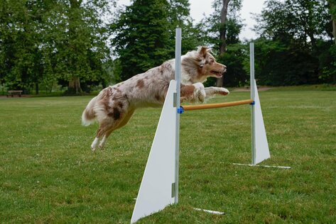 Ein Hund springt über ein Parcour