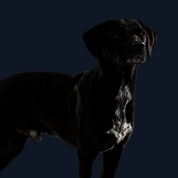 Stehender Hund mit schwarzem Fell schaut neutral zur Seite