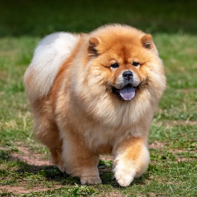 Chow-Chow auf einer Wiese