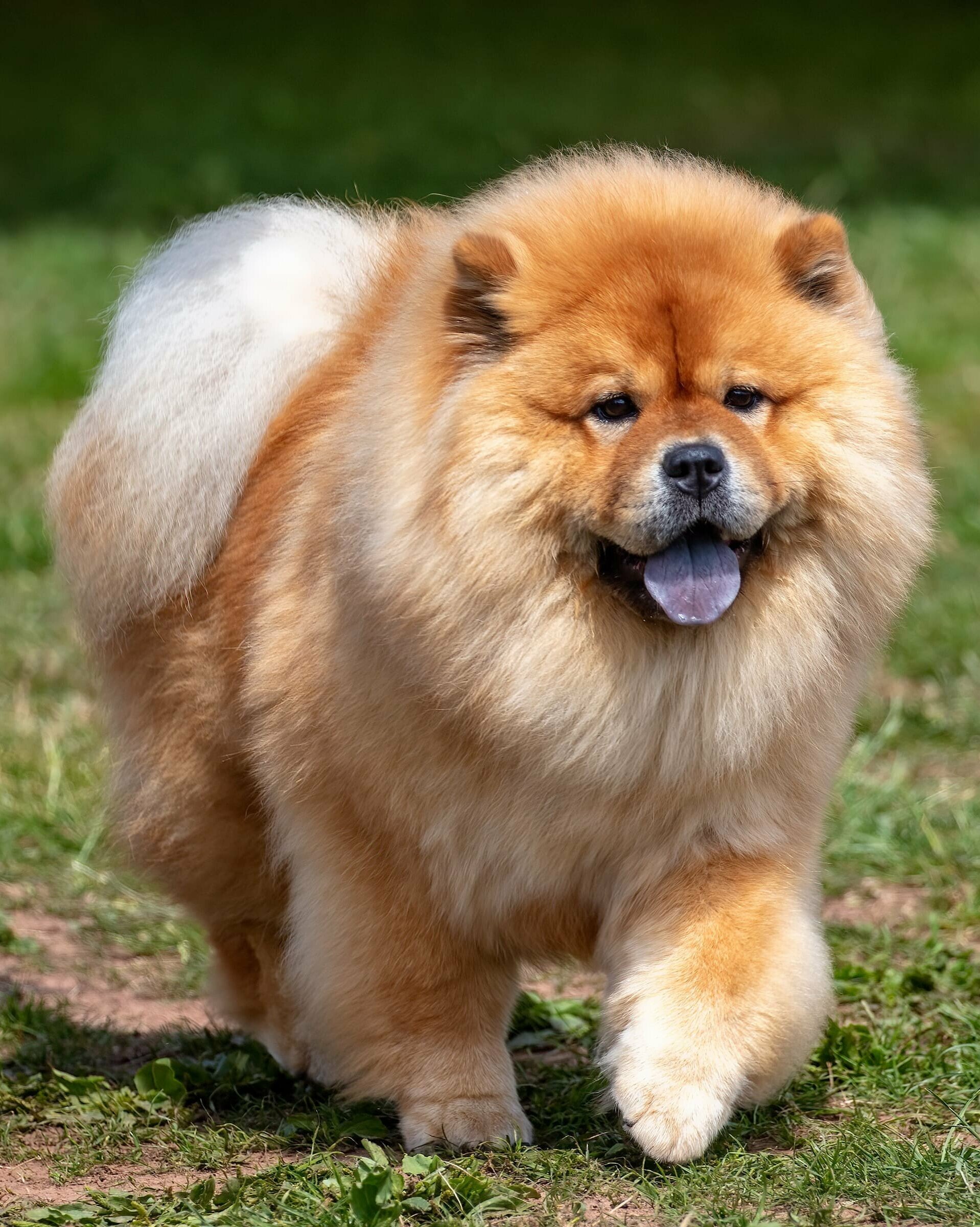 chow-chow-rasskunde-steckbrief-martin-r-tter