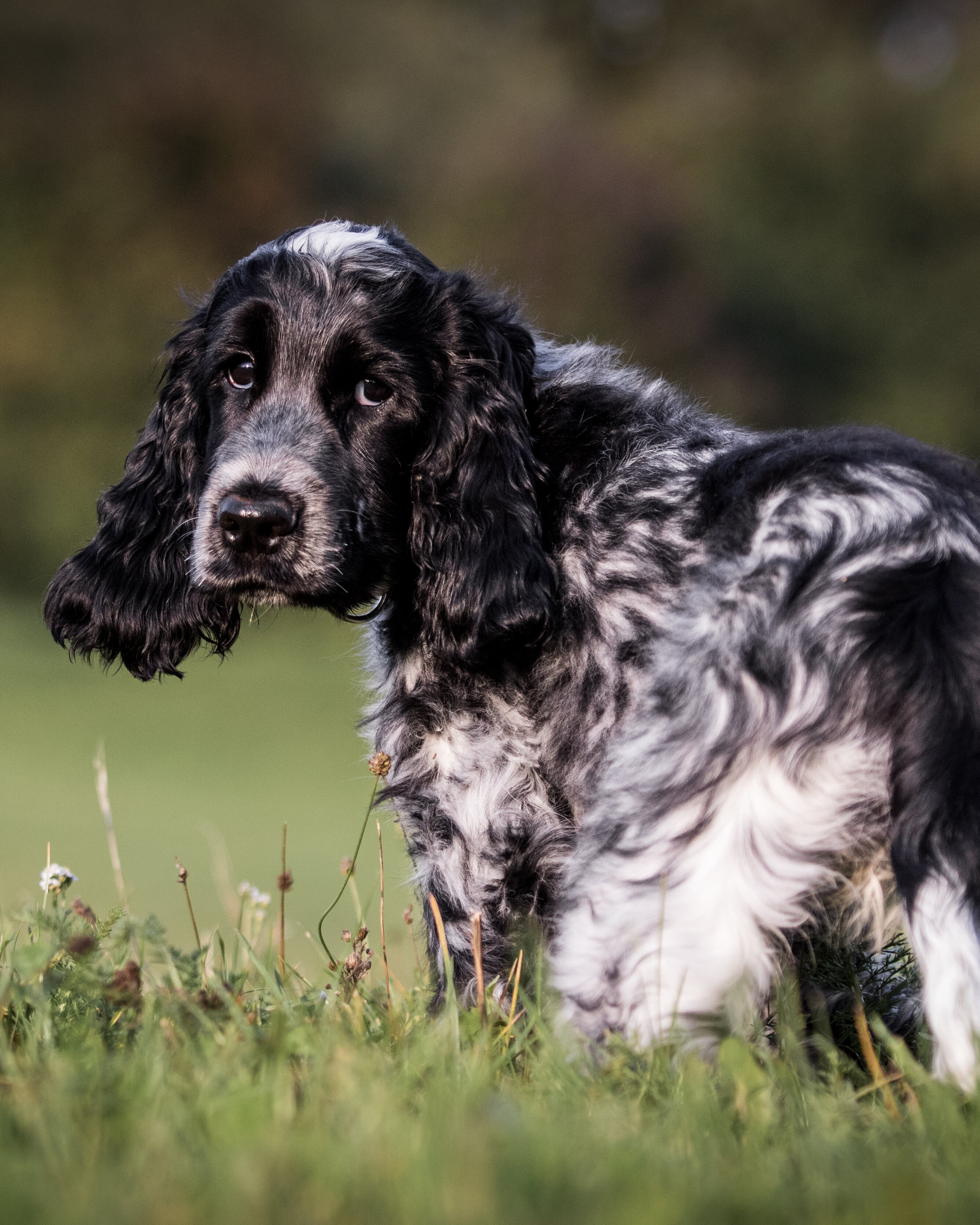 English Cocker Spaniel auf einer Wiese