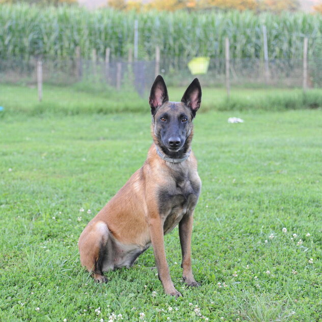 Malinois auf einer Wiese