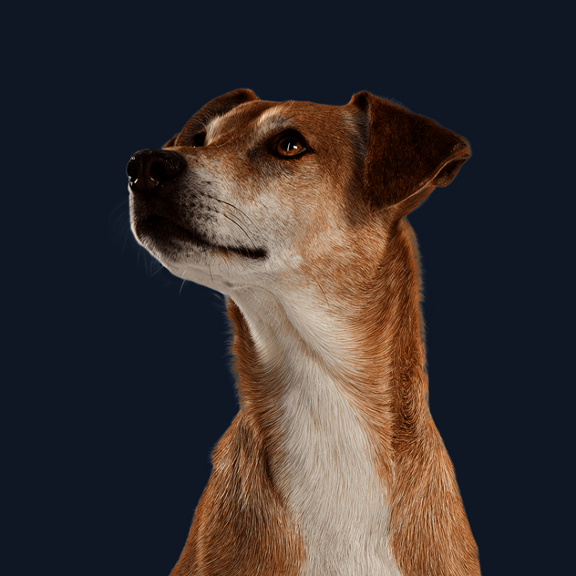Sitzender Hund mit hellbraunem Fell blickt neugierig zur Seite