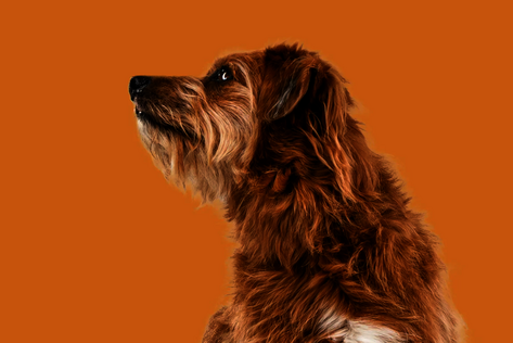 Sitzender Hund mit braunem Fell schaut neugierig zur Seite