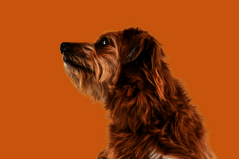 Sitzender Hund mit braunem Fell schaut neugierig zur Seite