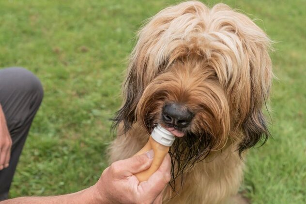 Hund schleckt an Futtertube