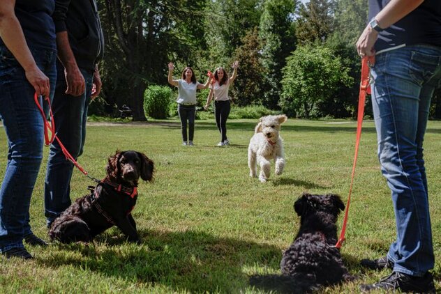 Junghund läuft auf angeleinte Hunde zu