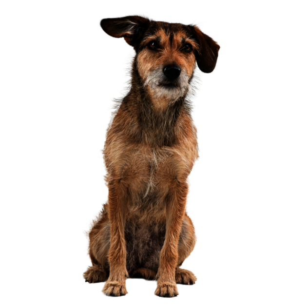 Frontal sitzender Hund mit hellbraunem Fell, der verträumt schaut