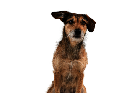 Frontal sitzender Hund mit hellbraunem Fell, der verträumt schaut