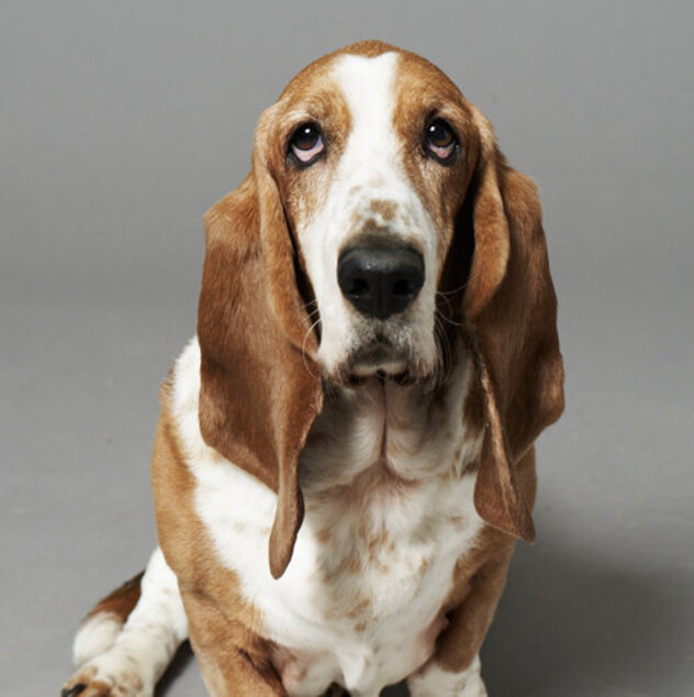 Basset Hound
