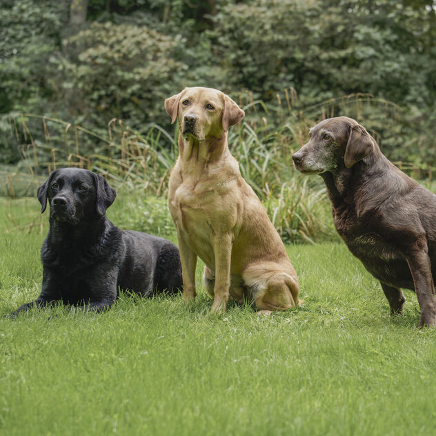 3 Labrador Retriever: Schwarz. Gelb und Schokoladenbraun.