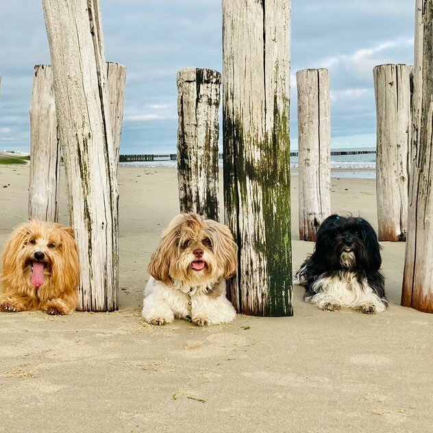 drei Havaneser liegen am Strand