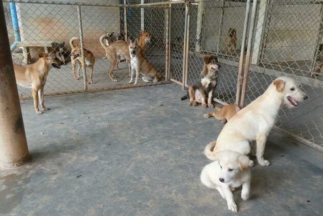 Unterbringung Hunde Soi Dog