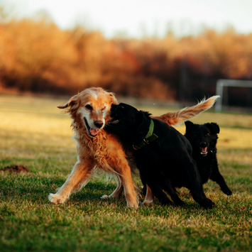 Im Freilauf erkennst du, was dein Hund mit seiner Körpersprache wirklich sagt.