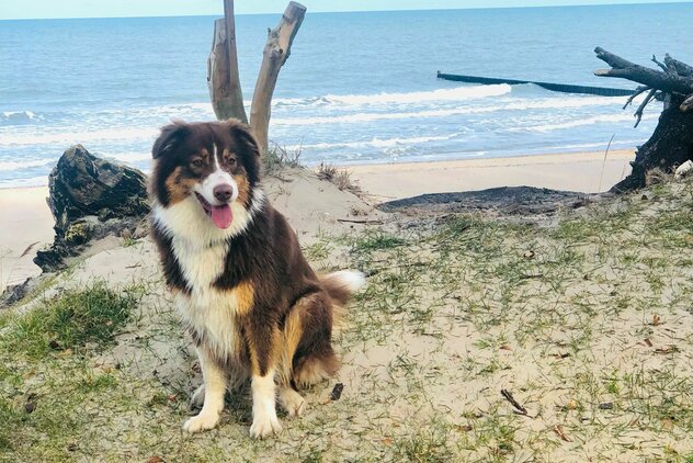 Australian_Shepherd_Hundeschule_am-Strand.jpg Australian Shepherd Hundeschule am Strand