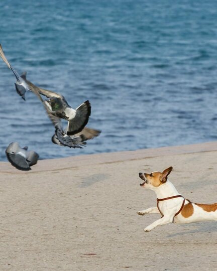 Anti-Jagd-Training Anti - Jagd - Training. Ein Terrier jagt Vögel am Stand.