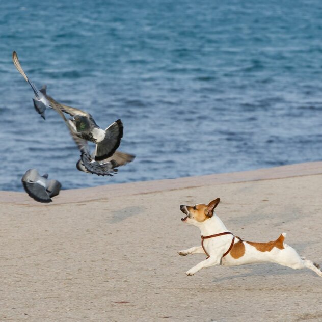 Anti - Jagd - Training. Ein Terrier jagt Vögel am Stand.