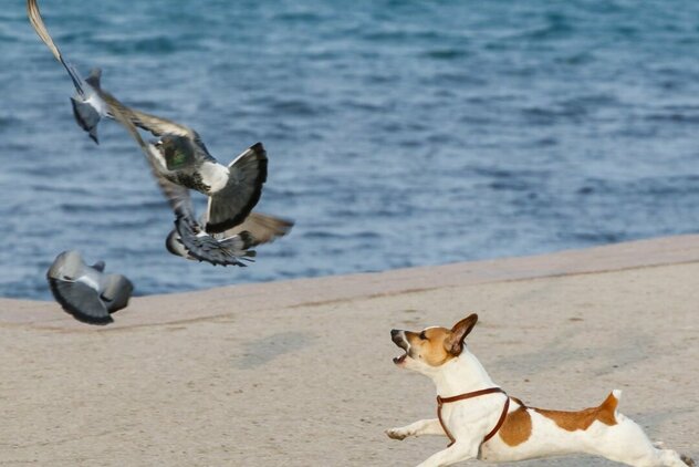 Anti - Jagd - Training. Ein Terrier jagt Vögel am Stand.