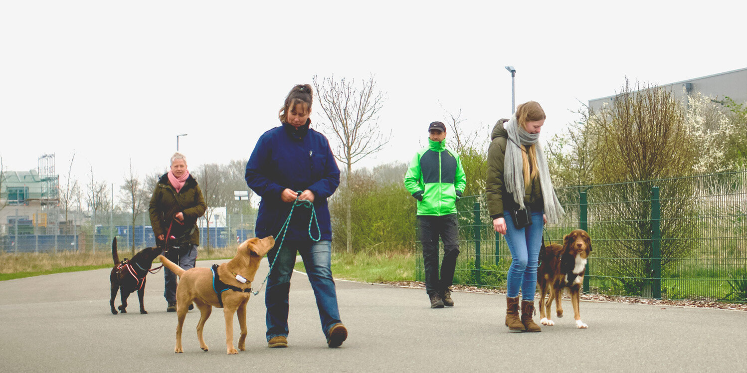 Menschen laufen mit ihren Hunden auf einer Straße.