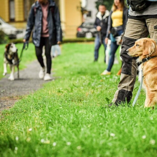 Leinenführigkeit, Hundebegegnungen