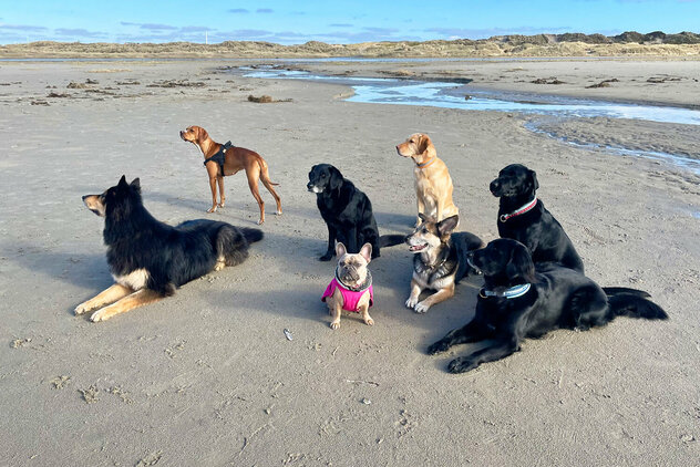 Sieben Hunde liegen oder sitzen am Strand.