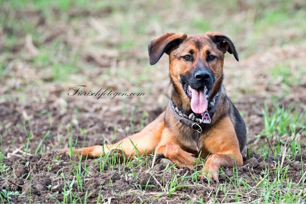 Hund-braun-weiß-liegend-im-Gras.jpg Hund Mix liegend im Gras