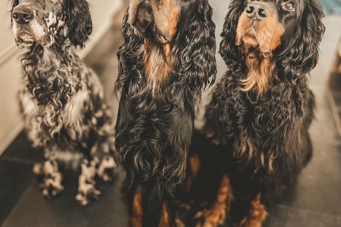 3 Setter Rüden sitzend