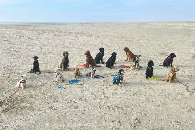 Eine Gruppe Hunde sitzt am Strand.