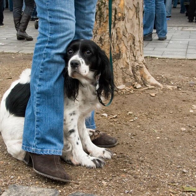 Ein Mensch steht ruhig neben seinem Hund und gibt ihm durch seine Körperhaltung Sicherheit.